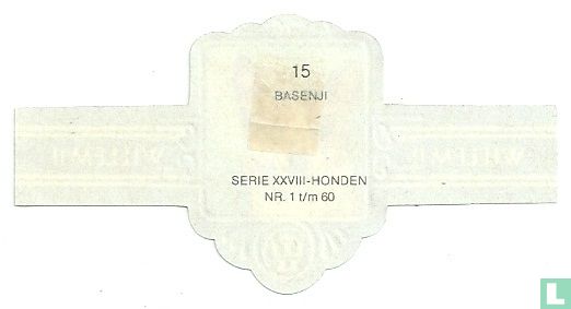Basenji - Afbeelding 2