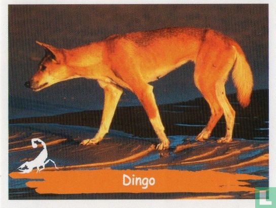 Dingo - Afbeelding 1