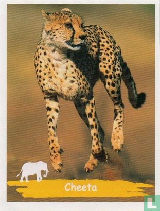 Cheeta - Afbeelding 1