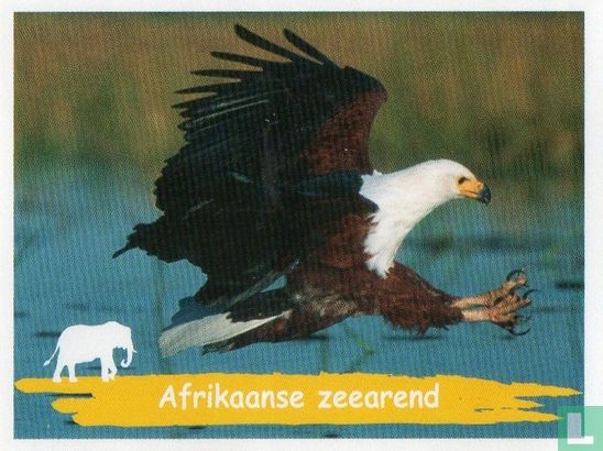 Afrikaanse zeearend - Afbeelding 1