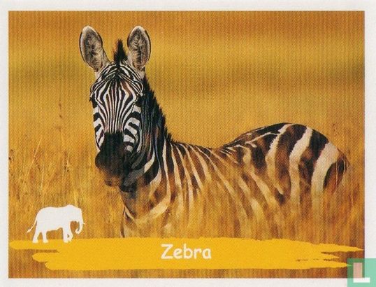 Zebra - Afbeelding 1