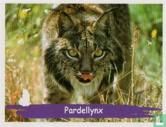Pardellynx - Afbeelding 1