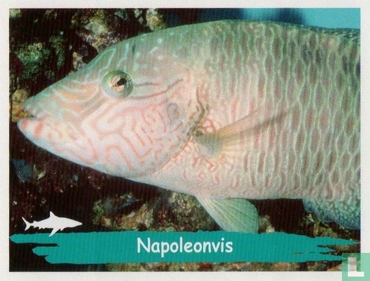 Napoleonvis - Image 1