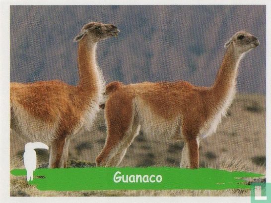 Guanaco - Afbeelding 1