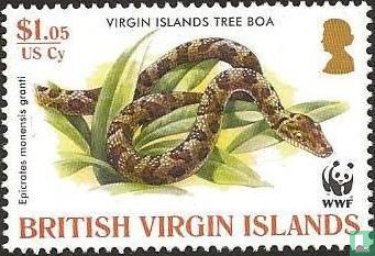 Virgin Islands boa