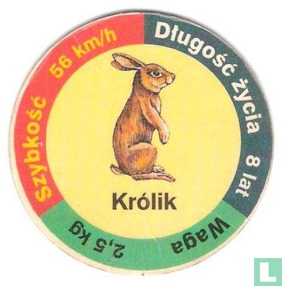 Królik - Image 1