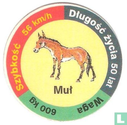 Muł - Afbeelding 1