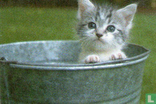 Kitten in emmer