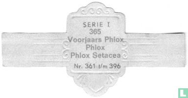 Voorjaars Phlox - Phlox Setacea - Bild 2
