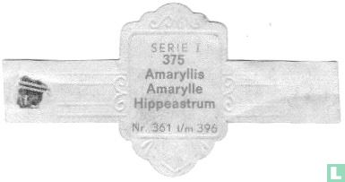Amaryllis - Hippeastrum - Bild 2