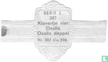 Klavertje vier - Oxalis deppei - Afbeelding 2