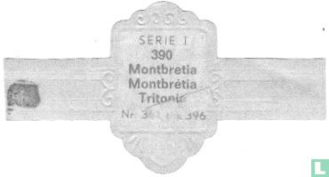 Montbretia - Montbrétia Tritonia - Afbeelding 2