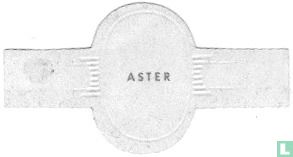 Aster - Image 2