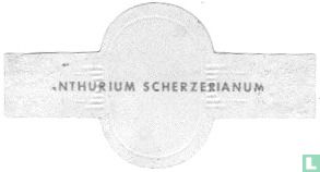 Anthurium scherzeranium - Afbeelding 2