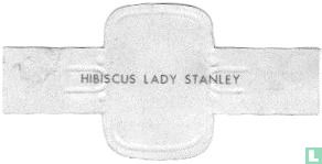 Hibiscus Lady Stanley - Image 2