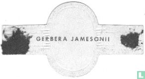 Gerbera jamesonii - Image 2
