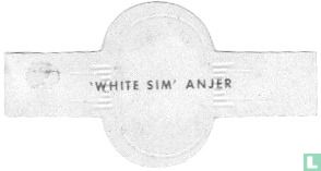 'White Sim' anjer - Afbeelding 2