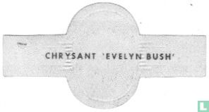 Chrysant 'Evelyn Bush' - Image 2