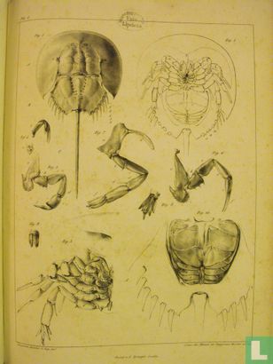 Recherches sur l'histoire naturelle et l'anatomie des limules - Bild 3