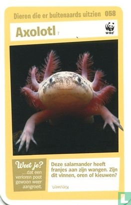 Axolotl - Bild 1