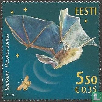 Big-Eared Bat