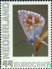 Butterflies-chalkhill blue