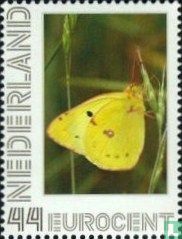 Butterflies-pale clouded yellow