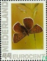 Schmetterlinge-Braun Kupfer