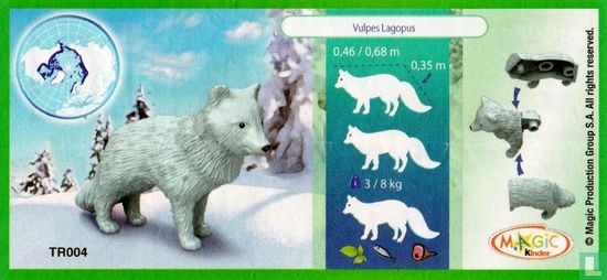 Arctic Fox - Image 3