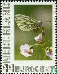 Butterflies - Green-veined White