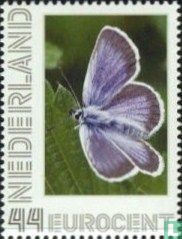 Blue papillons-Silver-clouté