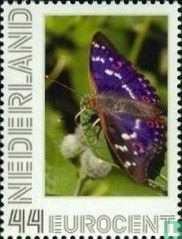 Butterflies-lesser purple Emperor