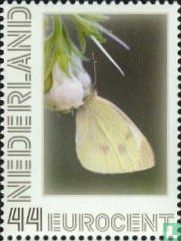 Butterflies - Small White