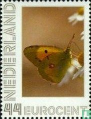 Schmetterlinge-dunkel getrübten gelb