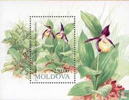 Bloemen van Moldavië