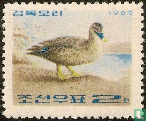 Korean Ducks 