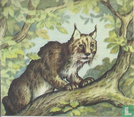 Los of Lynx - Afbeelding 1