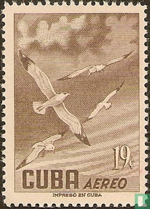 Birds 