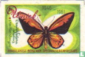 Vlinder - Uniek - Nederlandse Bond van Speciaalverzamelaars - 1948-1961 - Image 1