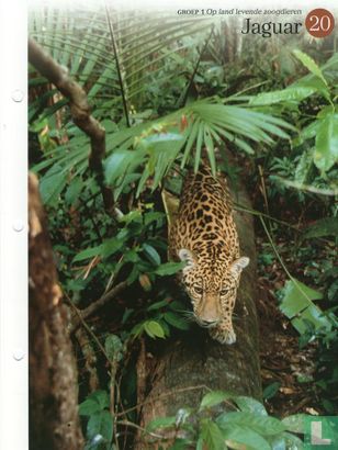 Jaguar - Afbeelding 1