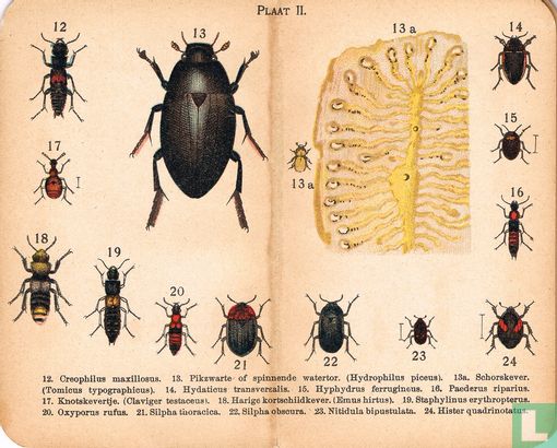 Insecten-Atlas in Zakformaat - Image 3