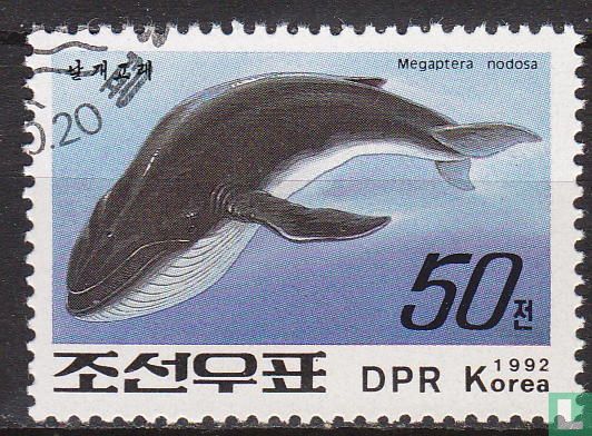 Walvissen & Dolfijnen 