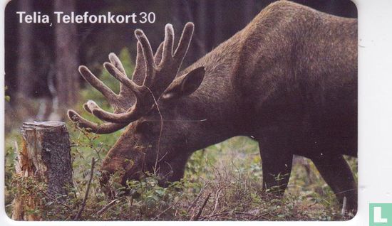 Eland - Image 1