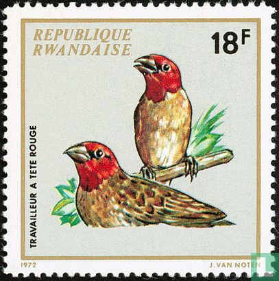 Native birds     
