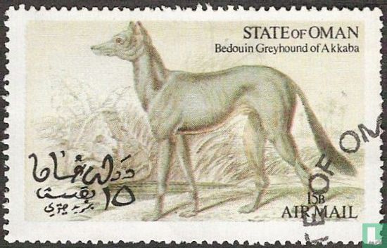 Bedoeïenen greyhound