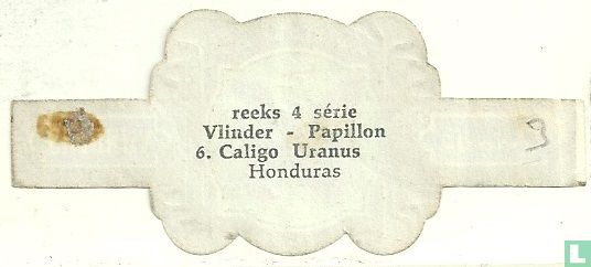 Caligo Uranus - Honduras - Image 2