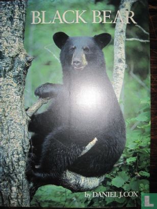 Black Bear - Image 1