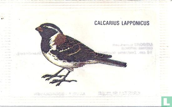 Calcarius Lapponicus - Image 1