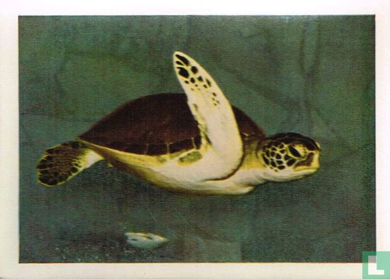 Soepschildpad - Image 1
