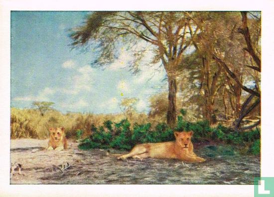 Leeuwinnen - Afbeelding 1
